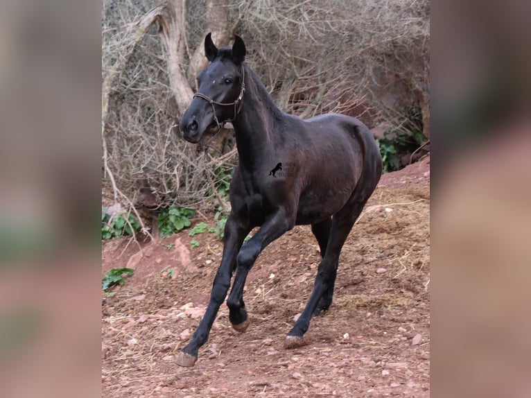 Menorcaanse Merrie 2 Jaar 162 cm Zwart in Menorca