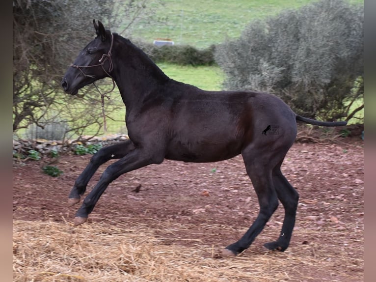 Menorcaanse Merrie 2 Jaar 162 cm Zwart in Menorca