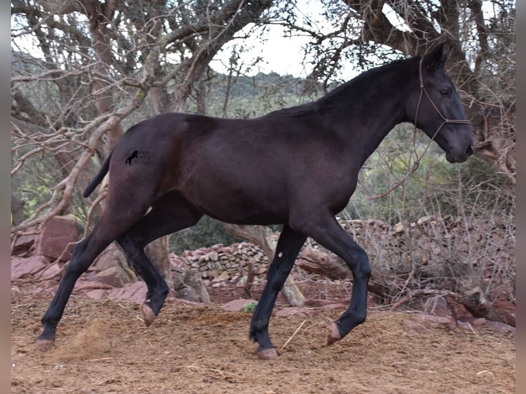 Menorcaanse Merrie 2 Jaar 162 cm Zwart in Menorca