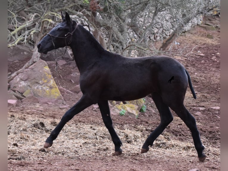 Menorcaanse Merrie 2 Jaar 162 cm Zwart in Menorca