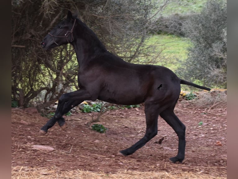 Menorcaanse Merrie 2 Jaar 162 cm Zwart in Menorca