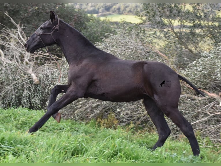 Menorcaanse Merrie 2 Jaar 162 cm Zwart in Menorca