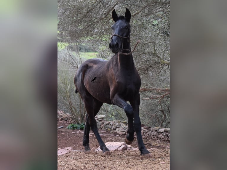 Menorcaanse Merrie 2 Jaar 162 cm Zwart in Menorca