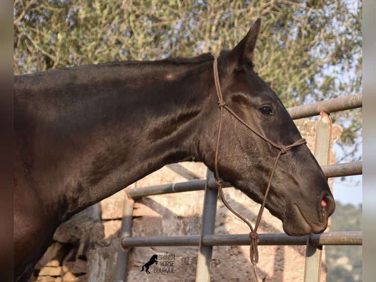 Menorcaanse Merrie 2 Jaar 162 cm Zwart in Menorca