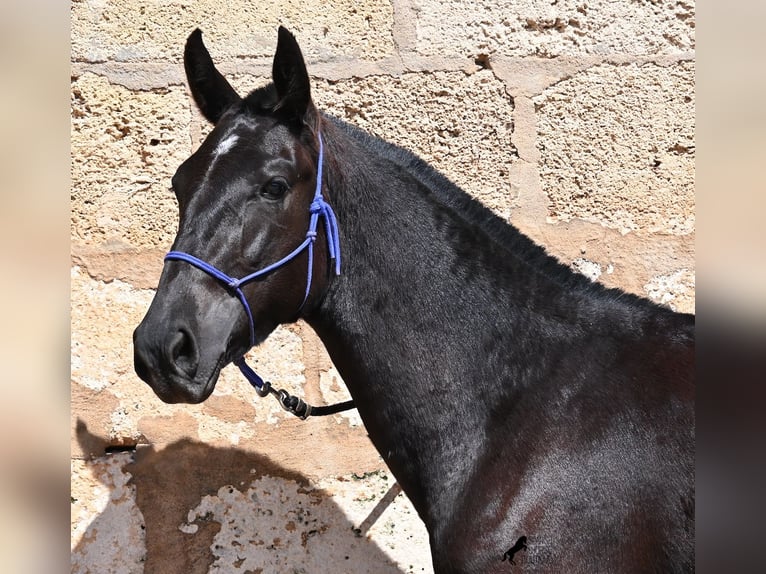 Menorcaanse Merrie 3 Jaar 152 cm Zwart in Menorca