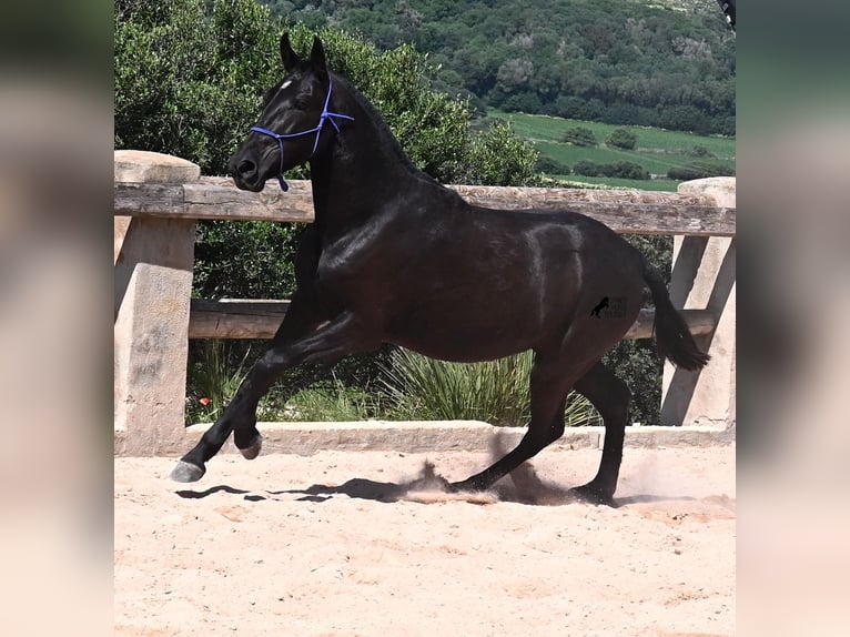 Menorcaanse Merrie 3 Jaar 152 cm Zwart in Menorca