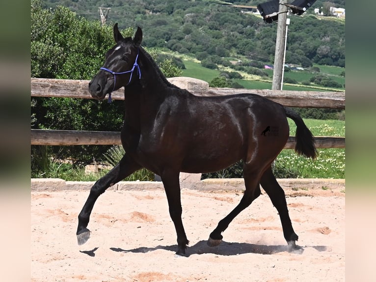 Menorcaanse Merrie 3 Jaar 152 cm Zwart in Menorca