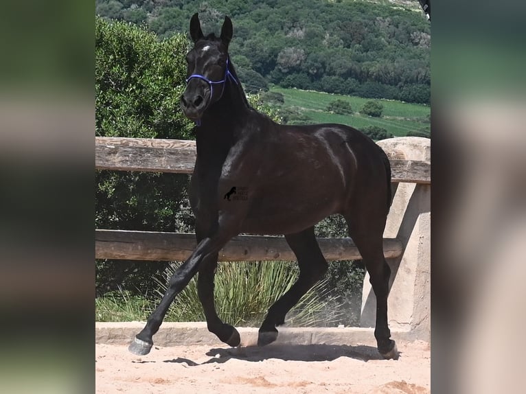 Menorcaanse Merrie 3 Jaar 152 cm Zwart in Menorca