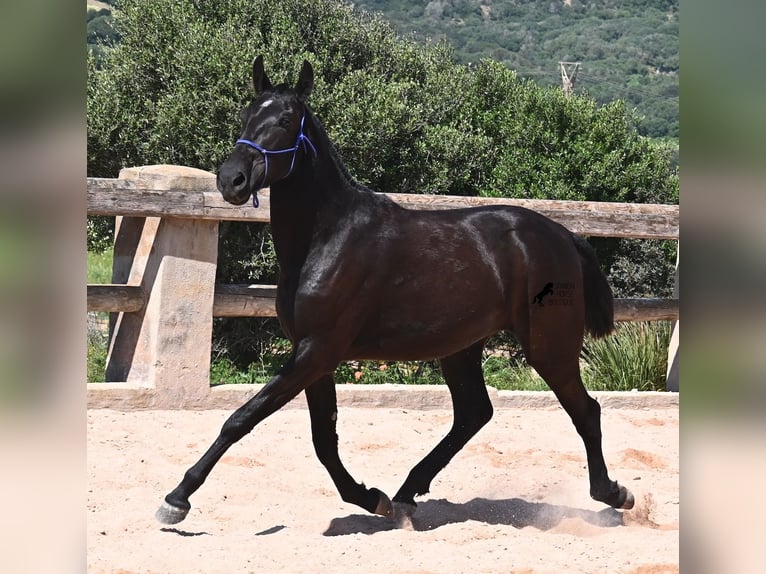 Menorcaanse Merrie 3 Jaar 152 cm Zwart in Menorca