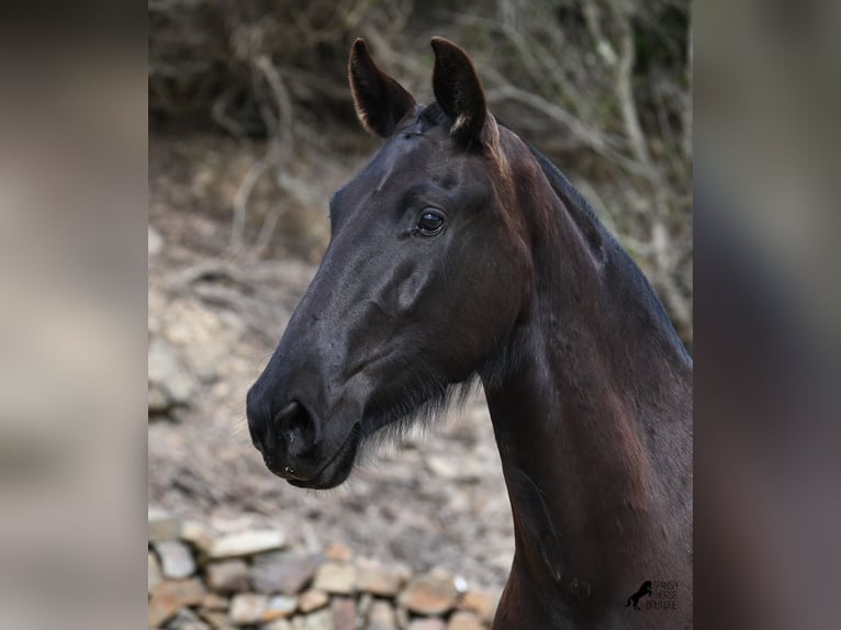 Menorcaanse Merrie 3 Jaar 155 cm Zwart in Menorca