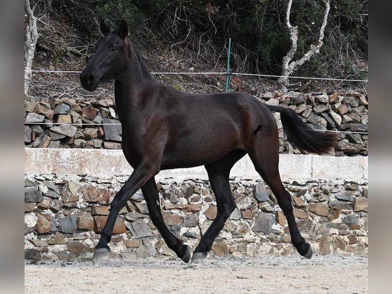 Menorcaanse Merrie 3 Jaar 155 cm Zwart in Menorca