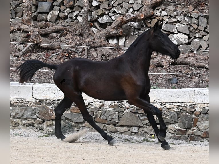 Menorcaanse Merrie 3 Jaar 155 cm Zwart in Menorca