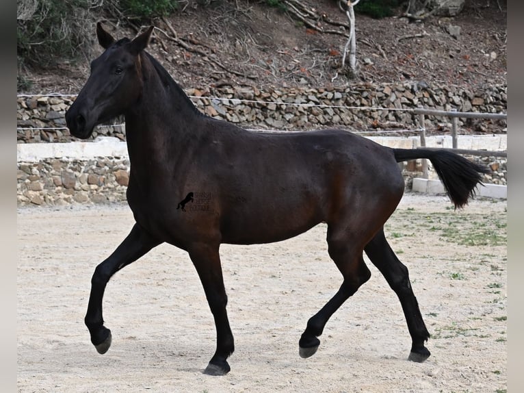 Menorcaanse Merrie 3 Jaar 155 cm Zwart in Menorca