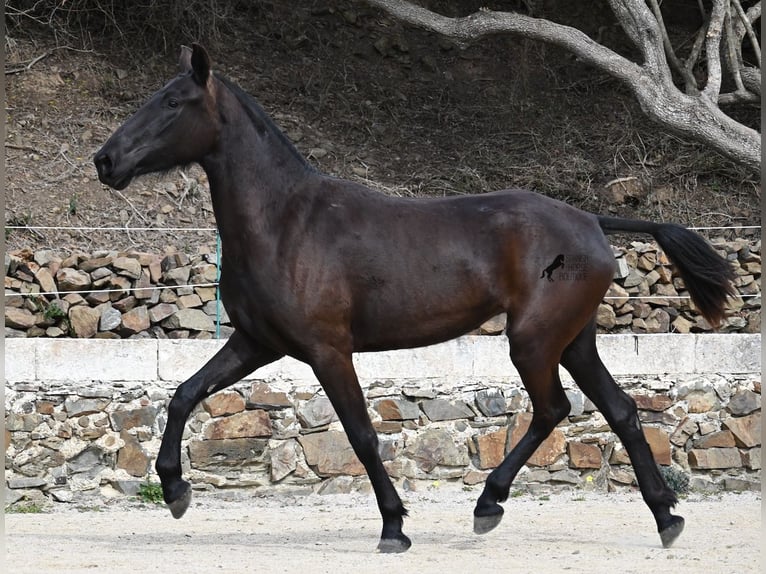 Menorcaanse Merrie 3 Jaar 155 cm Zwart in Menorca