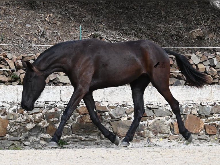 Menorcaanse Merrie 3 Jaar 155 cm Zwart in Menorca