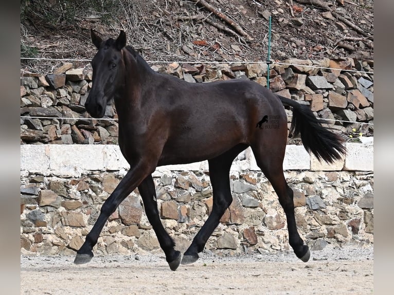 Menorcaanse Merrie 3 Jaar 155 cm Zwart in Menorca