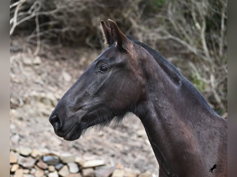 Menorcaanse Merrie 3 Jaar 155 cm Zwart in Menorca