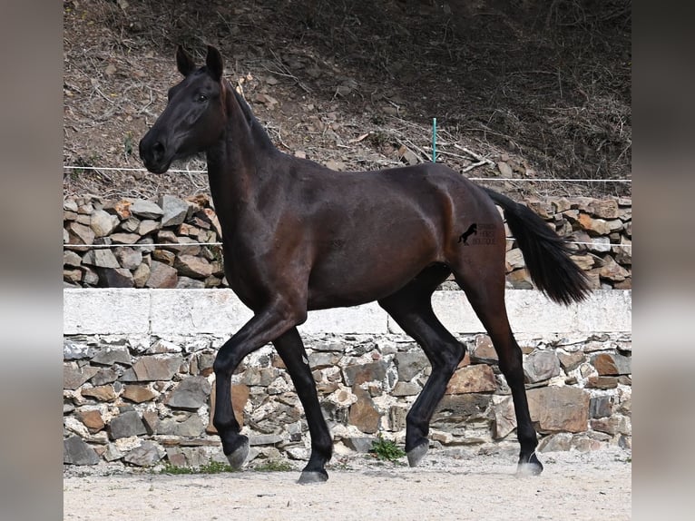 Menorcaanse Merrie 3 Jaar 155 cm Zwart in Menorca