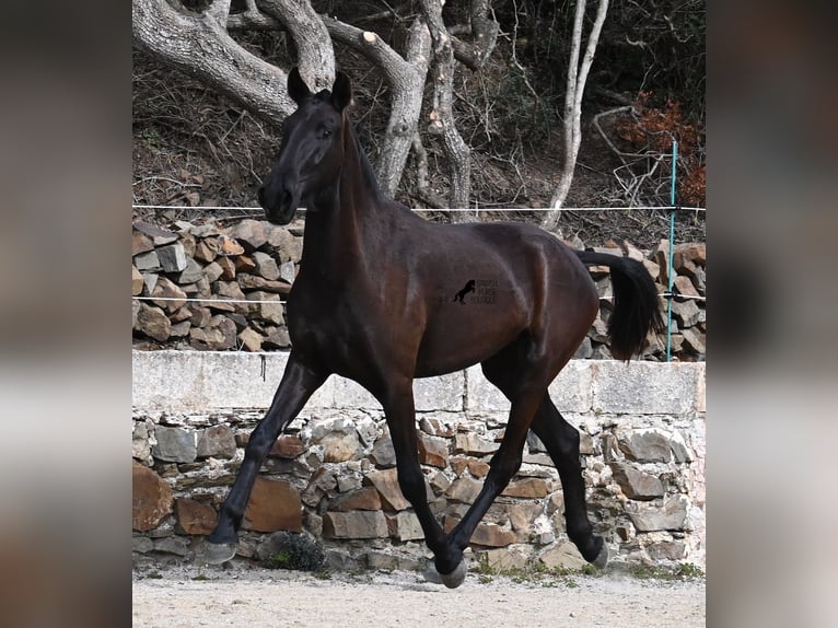 Menorcaanse Merrie 3 Jaar 155 cm Zwart in Menorca