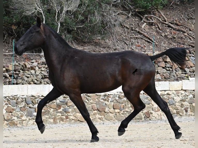 Menorcaanse Merrie 3 Jaar 155 cm Zwart in Menorca