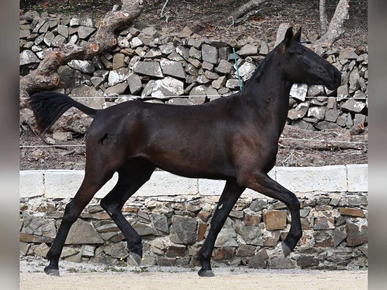 Menorcaanse Merrie 3 Jaar 155 cm Zwart in Menorca