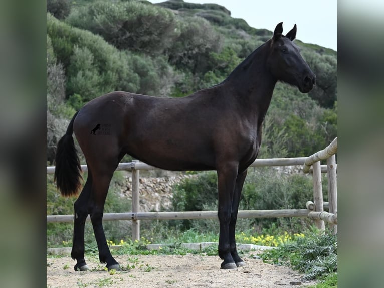 Menorcaanse Merrie 3 Jaar 155 cm Zwart in Menorca