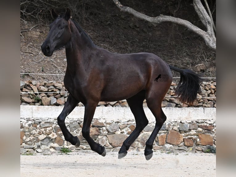 Menorcaanse Merrie 3 Jaar 155 cm Zwart in Menorca