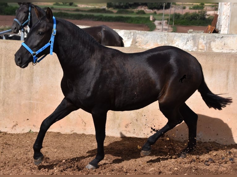 Menorcaanse Merrie 3 Jaar 155 cm Zwart in Menorca