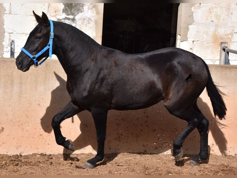 Menorcaanse Merrie 3 Jaar 155 cm Zwart in Menorca