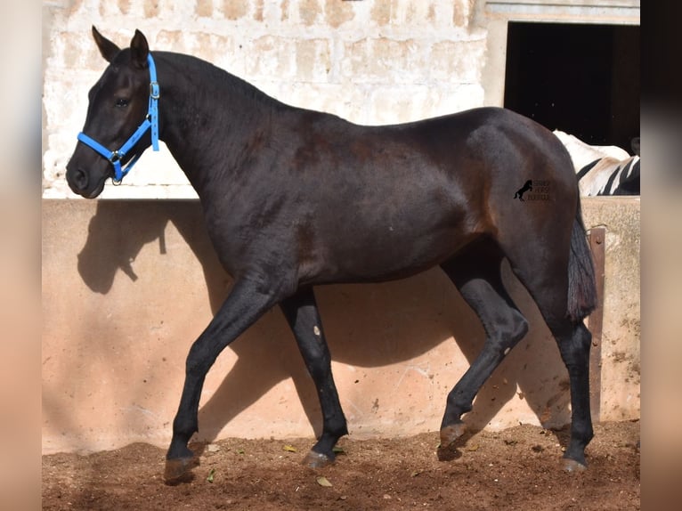 Menorcaanse Merrie 3 Jaar 155 cm Zwart in Menorca