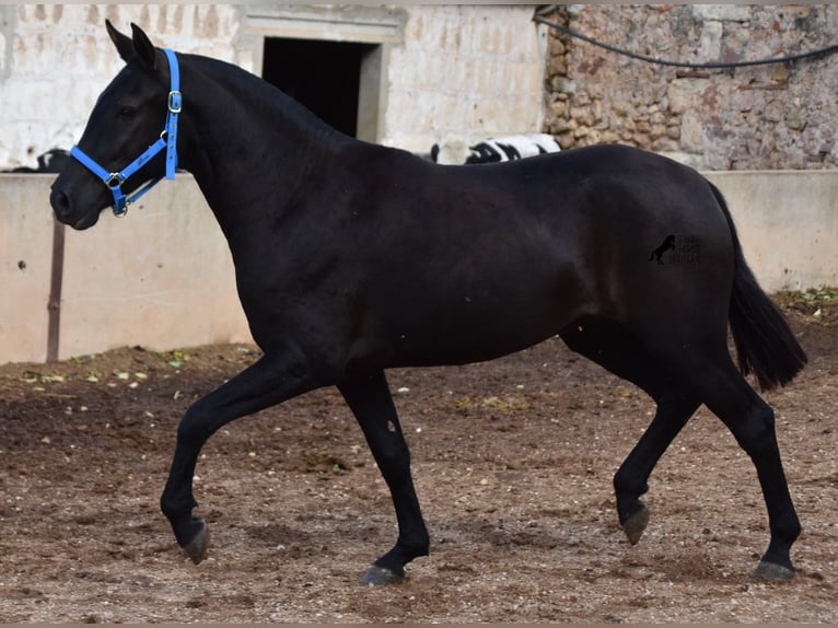 Menorcaanse Merrie 3 Jaar 155 cm Zwart in Menorca