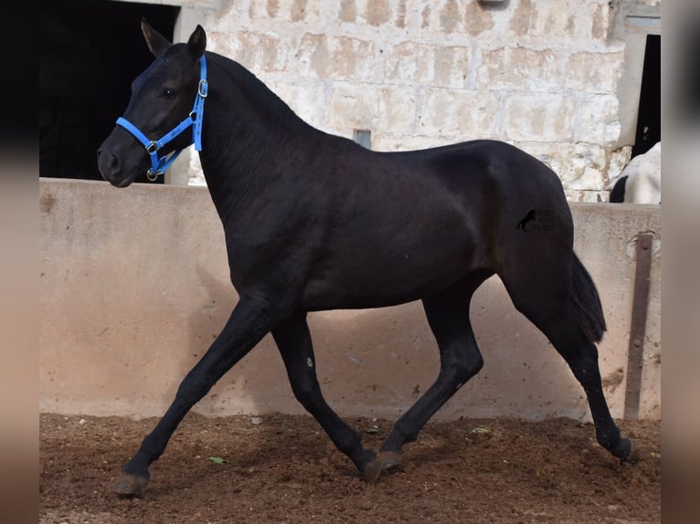 Menorcaanse Merrie 3 Jaar 155 cm Zwart in Menorca