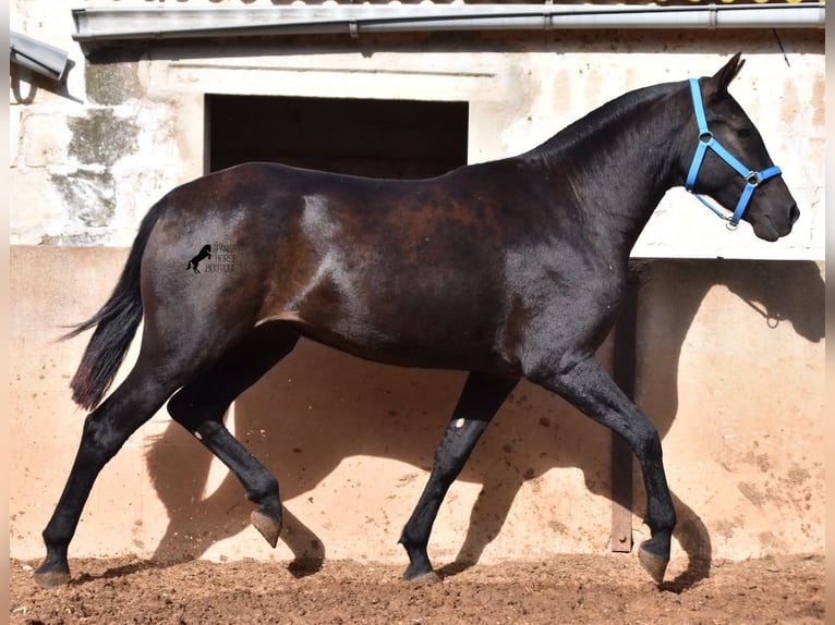 Menorcaanse Merrie 3 Jaar 155 cm Zwart in Menorca