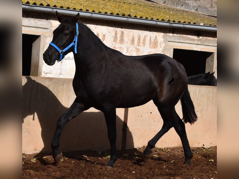 Menorcaanse Merrie 3 Jaar 155 cm Zwart in Menorca