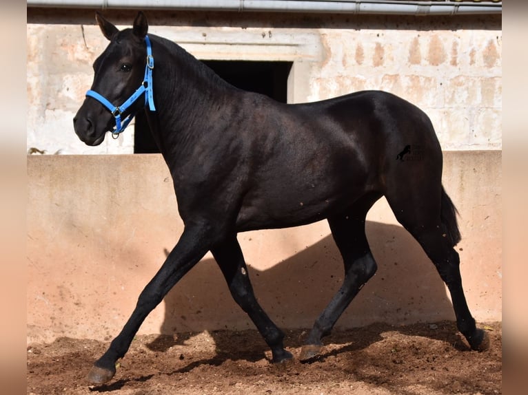 Menorcaanse Merrie 3 Jaar 155 cm Zwart in Menorca