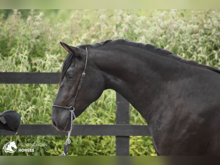 Menorcaanse Merrie 3 Jaar 156 cm Zwart in Kent