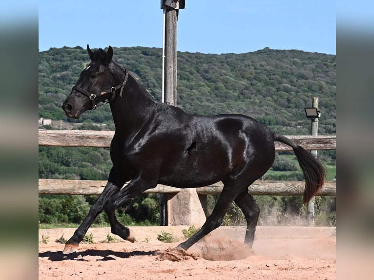 Menorcaanse Merrie 3 Jaar 157 cm Zwart in Menorca