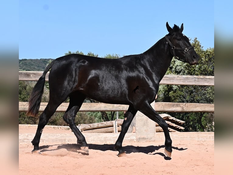 Menorcaanse Merrie 3 Jaar 157 cm Zwart in Menorca