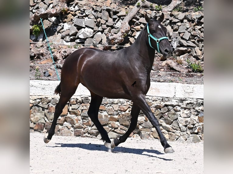 Menorcaanse Merrie 3 Jaar 158 cm Zwart in Menorca