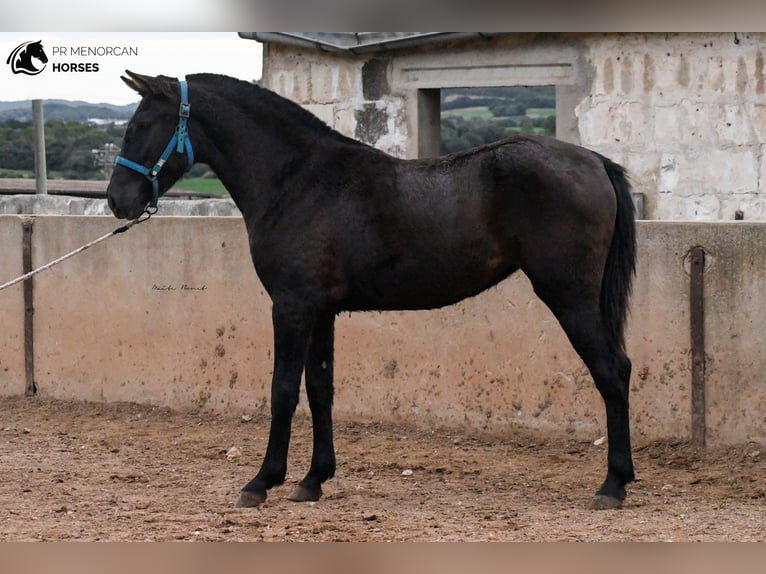 Menorcaanse Merrie 3 Jaar 159 cm Zwart in Menorca