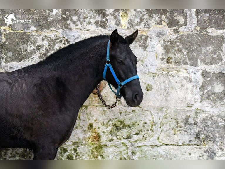 Menorcaanse Merrie 3 Jaar 159 cm Zwart in Menorca