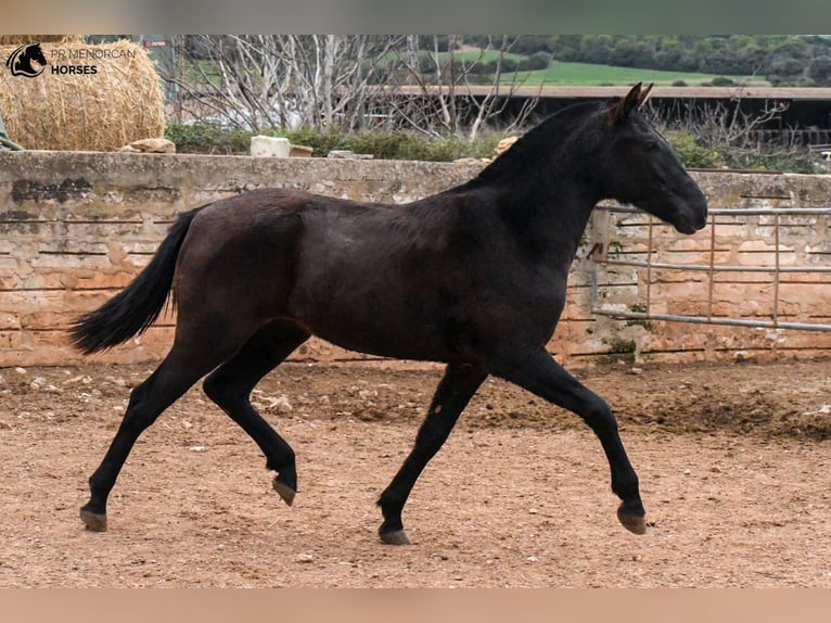 Menorcaanse Merrie 3 Jaar 159 cm Zwart in Menorca