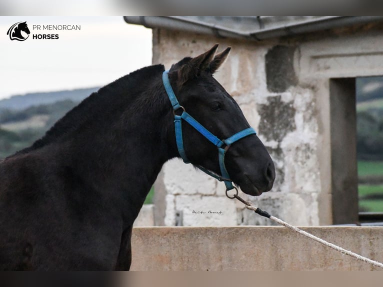 Menorcaanse Merrie 3 Jaar 159 cm Zwart in Menorca