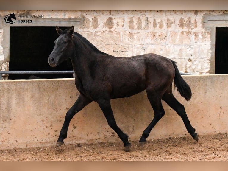 Menorcaanse Merrie 3 Jaar 159 cm Zwart in Menorca