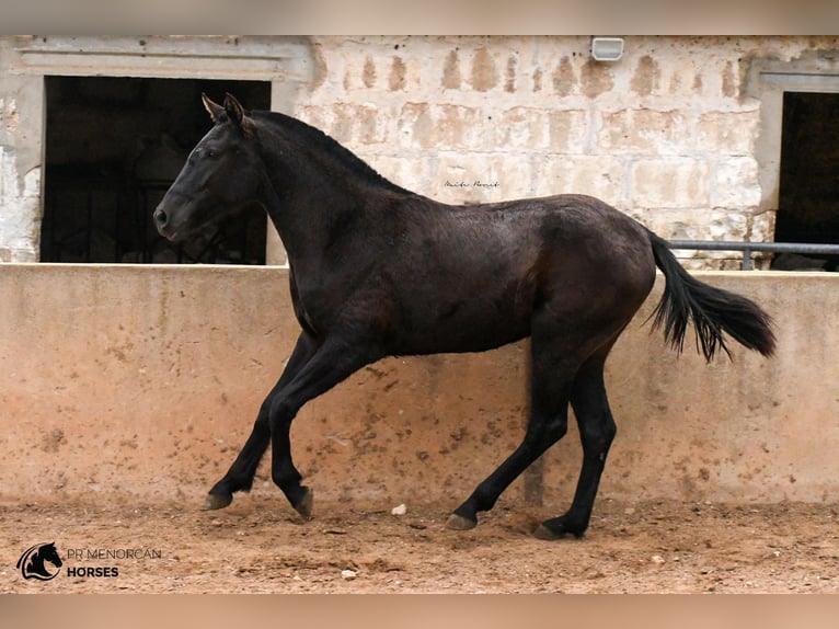 Menorcaanse Merrie 3 Jaar 159 cm Zwart in Menorca