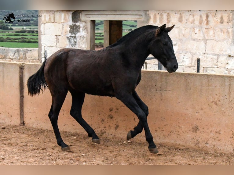 Menorcaanse Merrie 3 Jaar 159 cm Zwart in Menorca