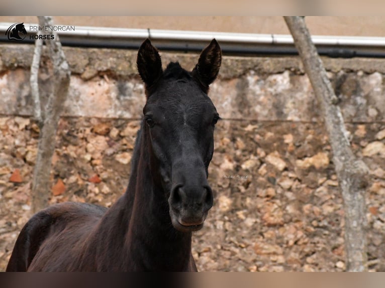 Menorcaanse Merrie 3 Jaar 159 cm Zwart in Menorca