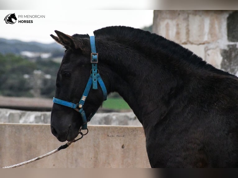 Menorcaanse Merrie 3 Jaar 159 cm Zwart in Menorca