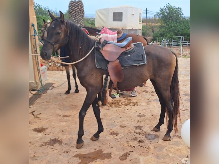 Menorcaanse Merrie 3 Jaar 160 cm Zwart in Manacor