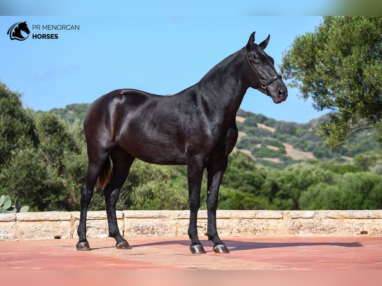 Menorcaanse Merrie 3 Jaar 160 cm Zwart in Menorca